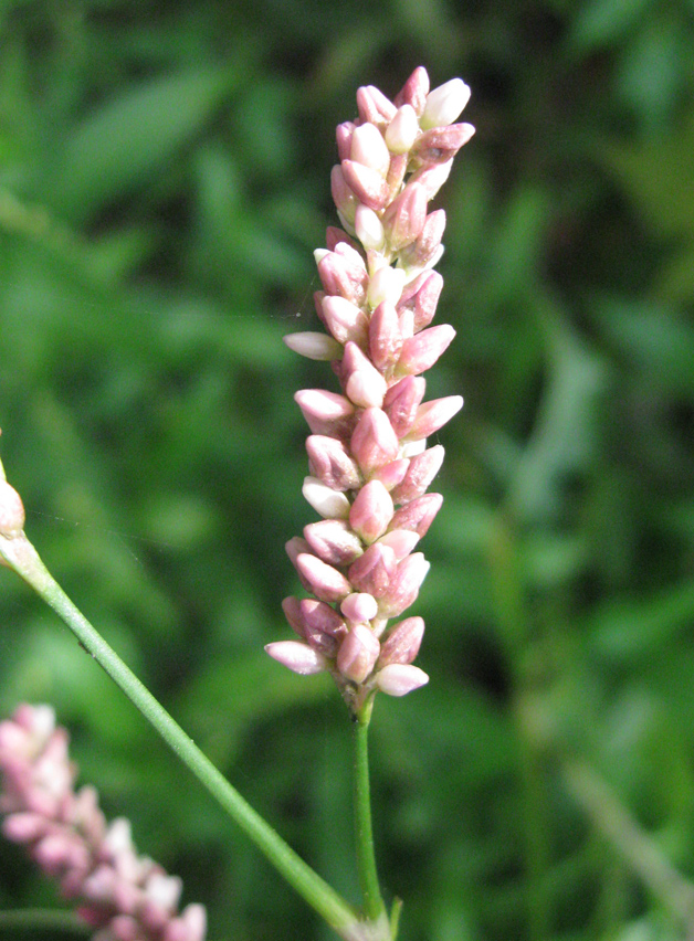 Изображение особи Persicaria maculosa.