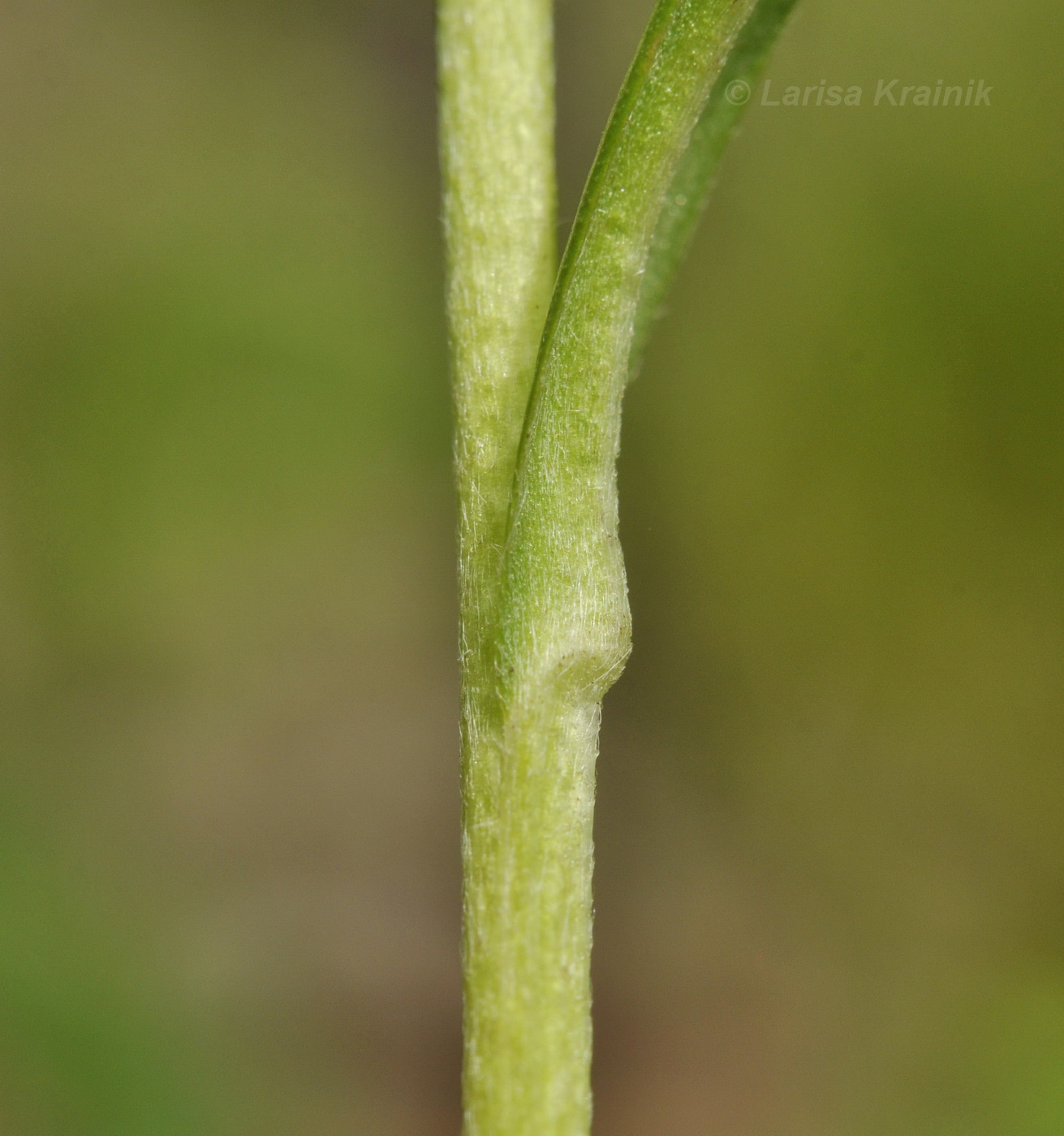 Image of Inula linariifolia specimen.