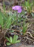 Primula farinosa