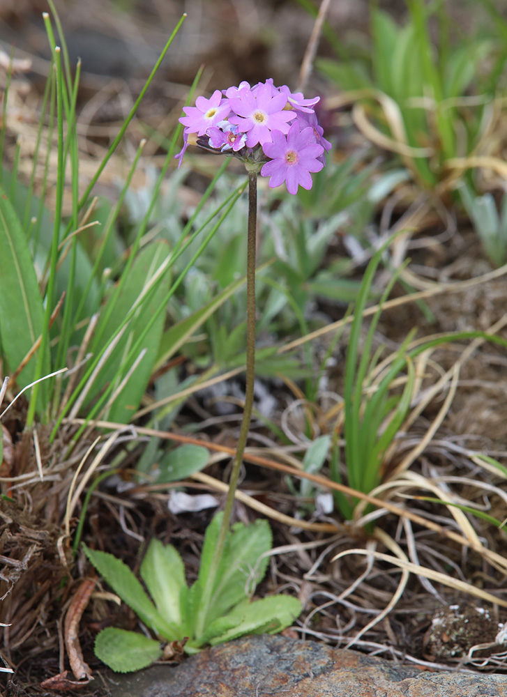 Изображение особи Primula farinosa.