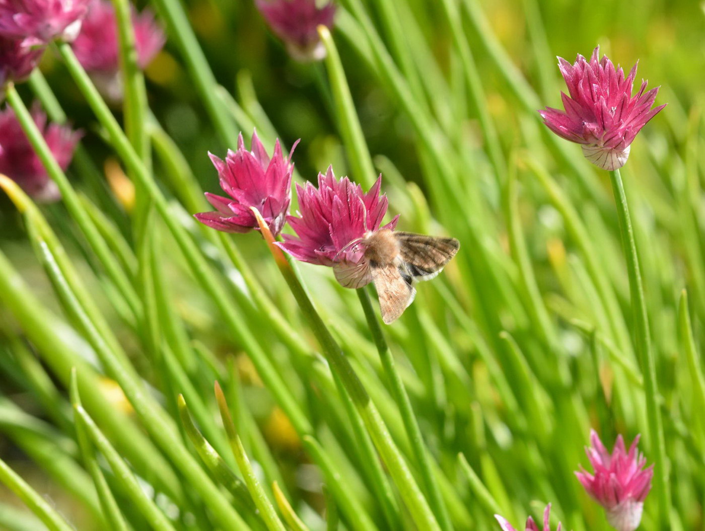 Image of Allium kaufmannii specimen.