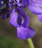 Scabiosa lachnophylla. Краевой цветок. Приморский край, Ольгинский р-н, окр. пос. Тимофеевка, мыс Четырёх Скал, олуговелый каменистый приморский склон. 02.09.2022.