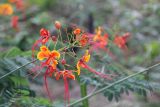 Caesalpinia