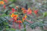 genus Caesalpinia. Соцветие с цветками и бутонами. Малайзия, штат Паханг, р-н Rompin, о-в Тиоман. 14.11.2012.