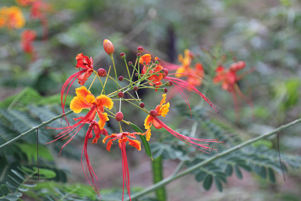 Изображение особи род Caesalpinia.