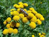 Tanacetum vulgare