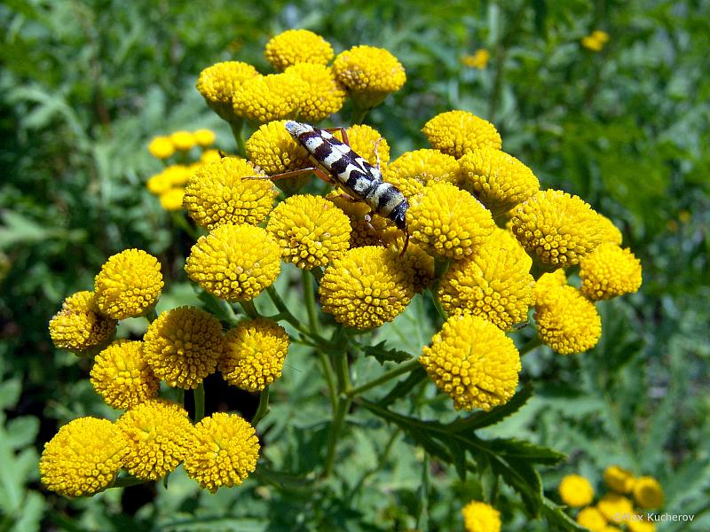 Image of Tanacetum vulgare specimen.