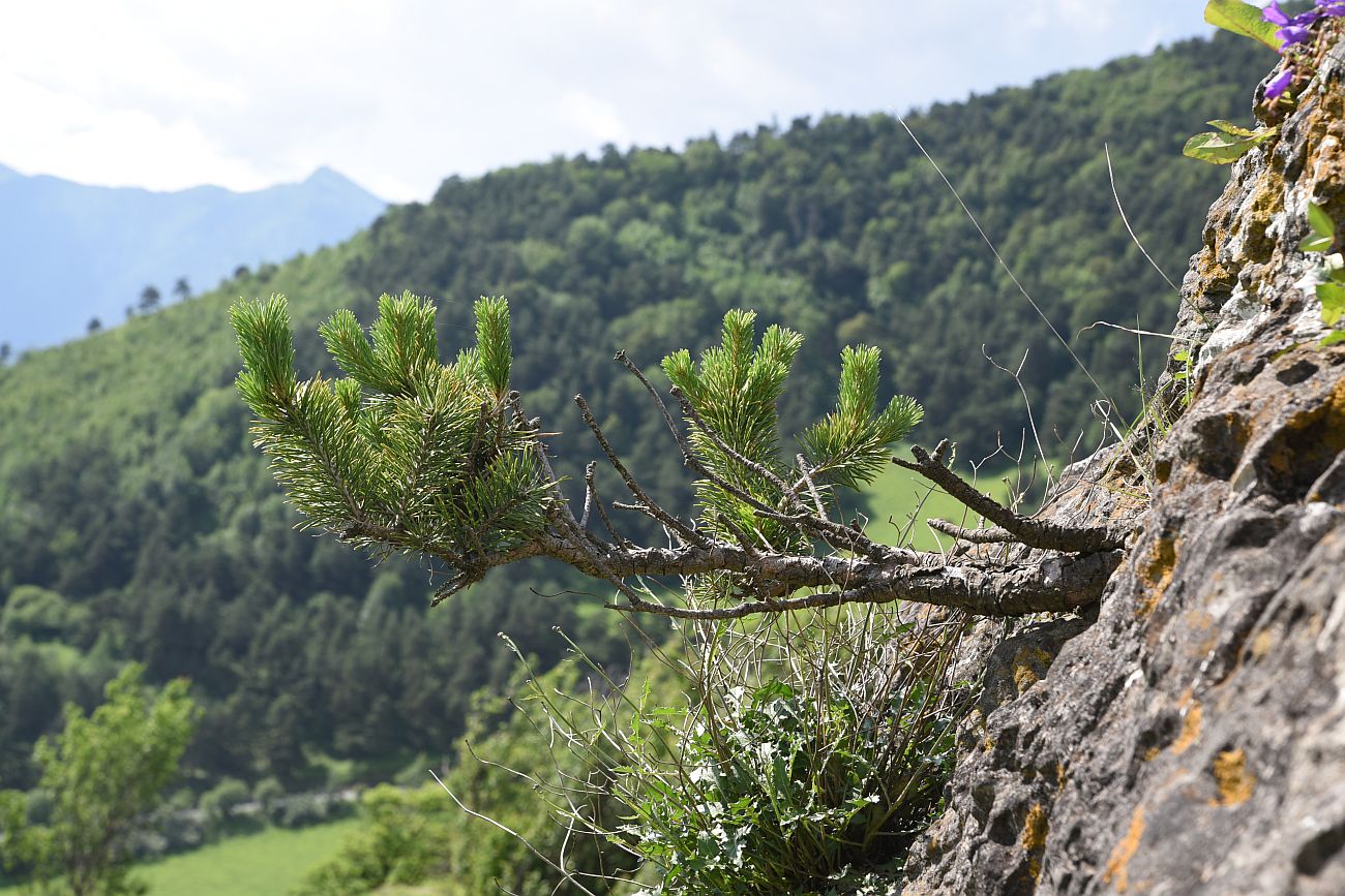 Изображение особи Pinus sylvestris ssp. hamata.