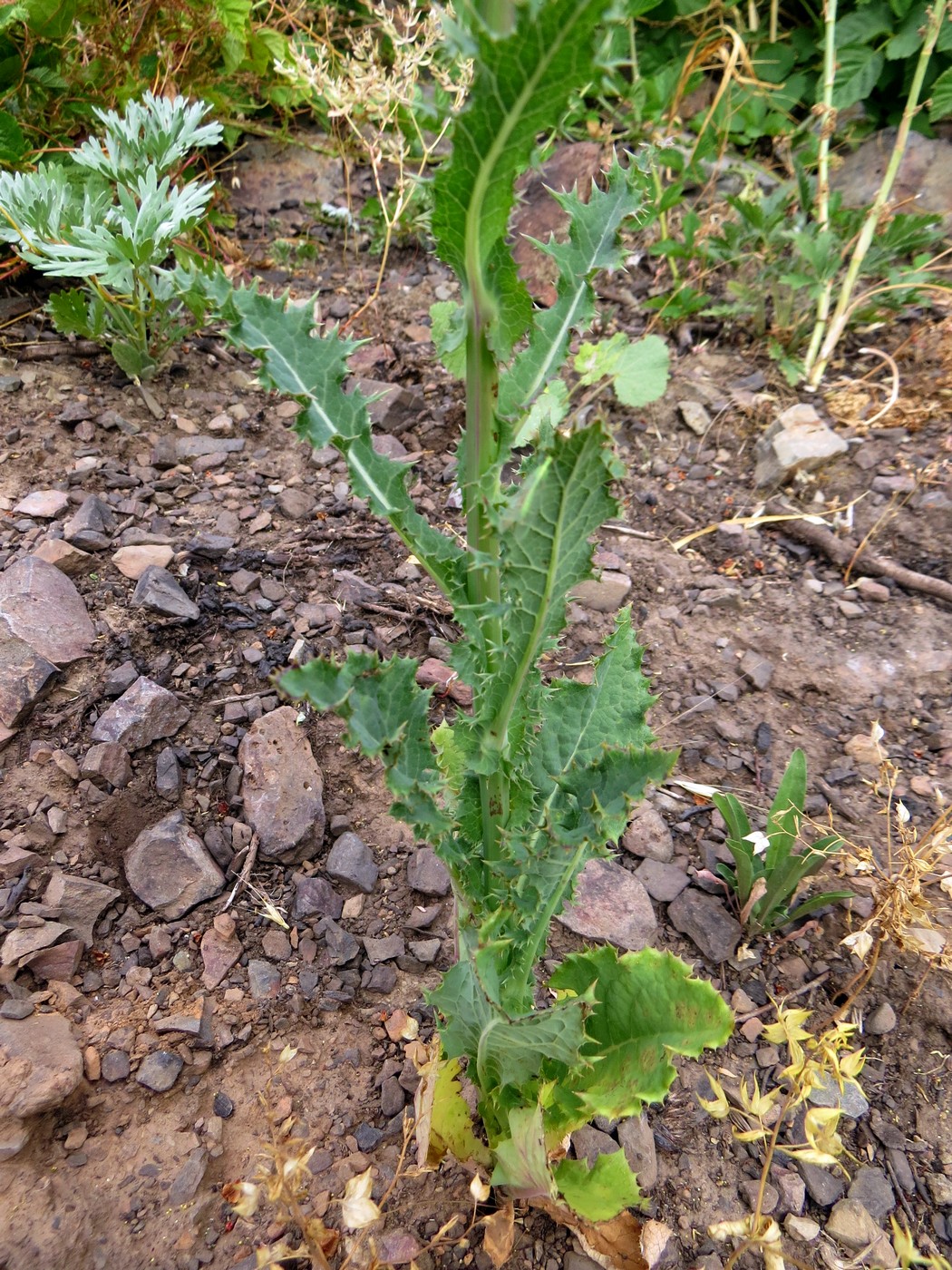 Image of Sonchus asper specimen.