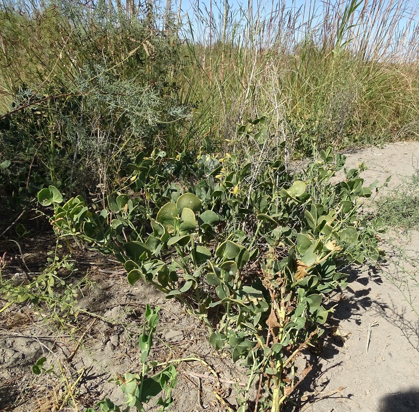 Image of Zygophyllum oxianum specimen.