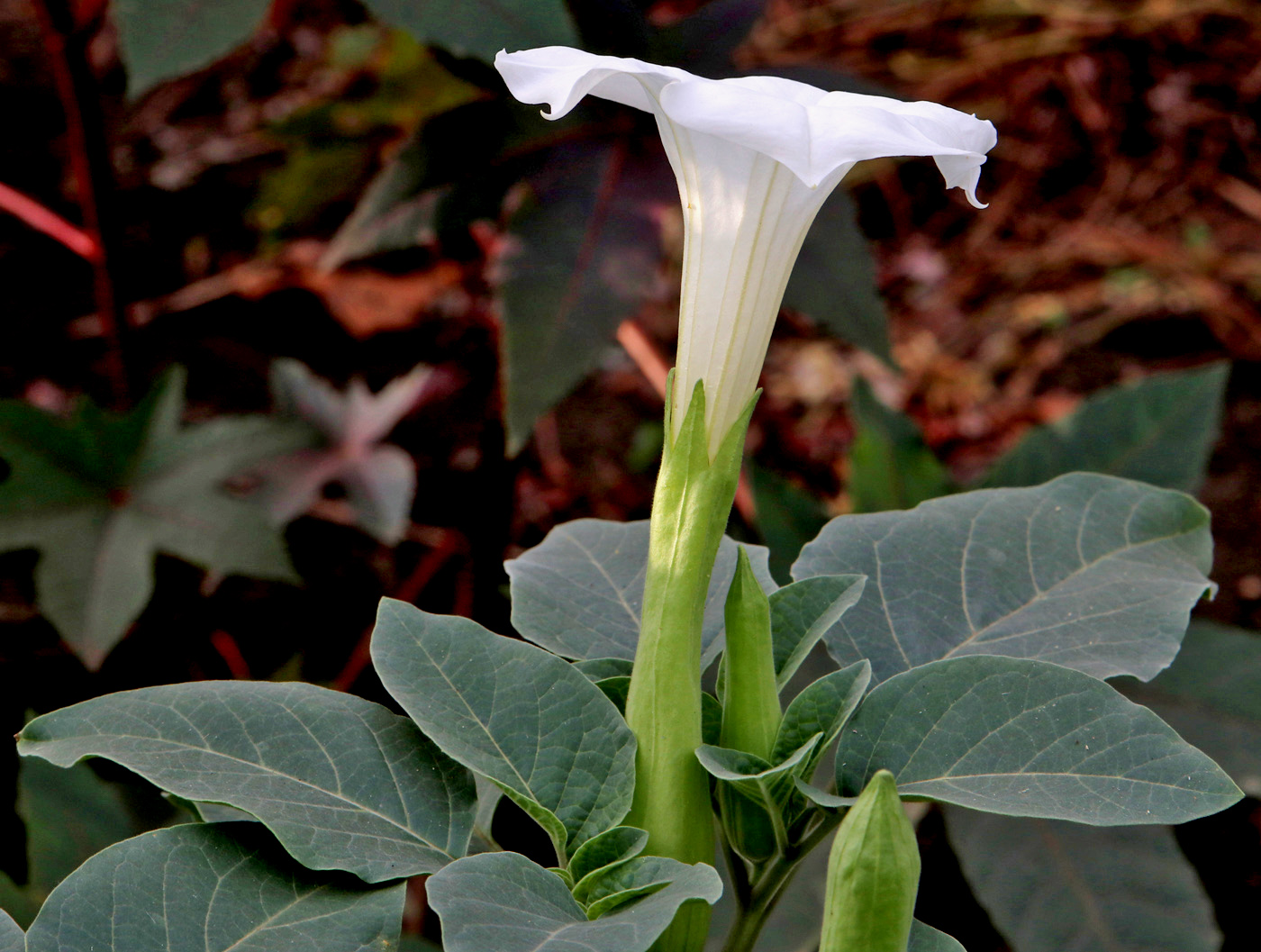 Изображение особи Datura innoxia.