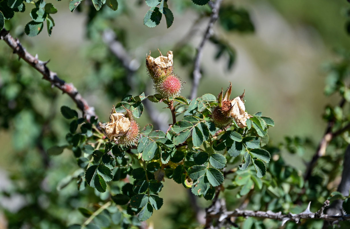 Image of Rosa fedtschenkoana specimen.