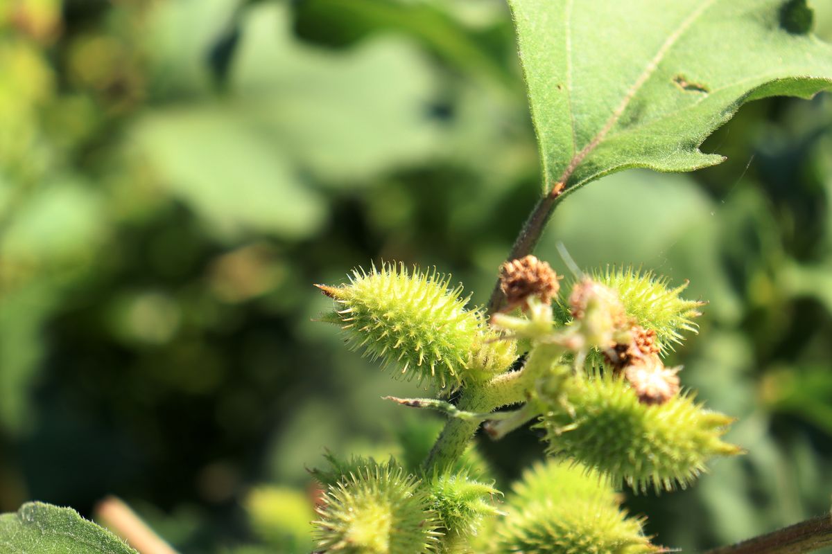 Image of Xanthium orientale specimen.