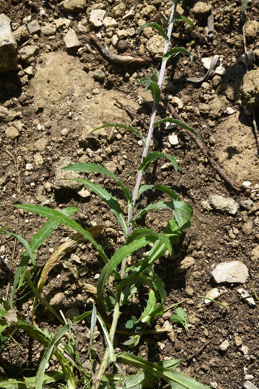 Image of Carlina vulgaris specimen.