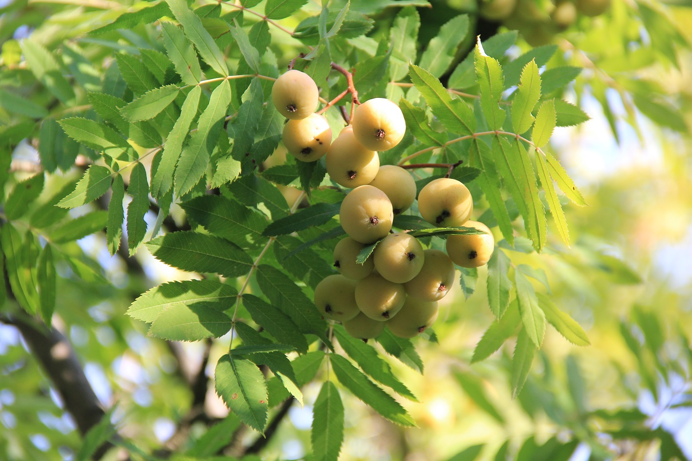 Image of Sorbus domestica specimen.