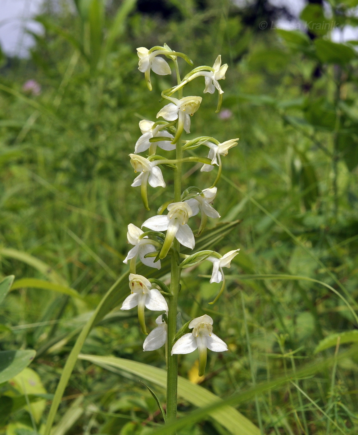 Изображение особи Platanthera densa.