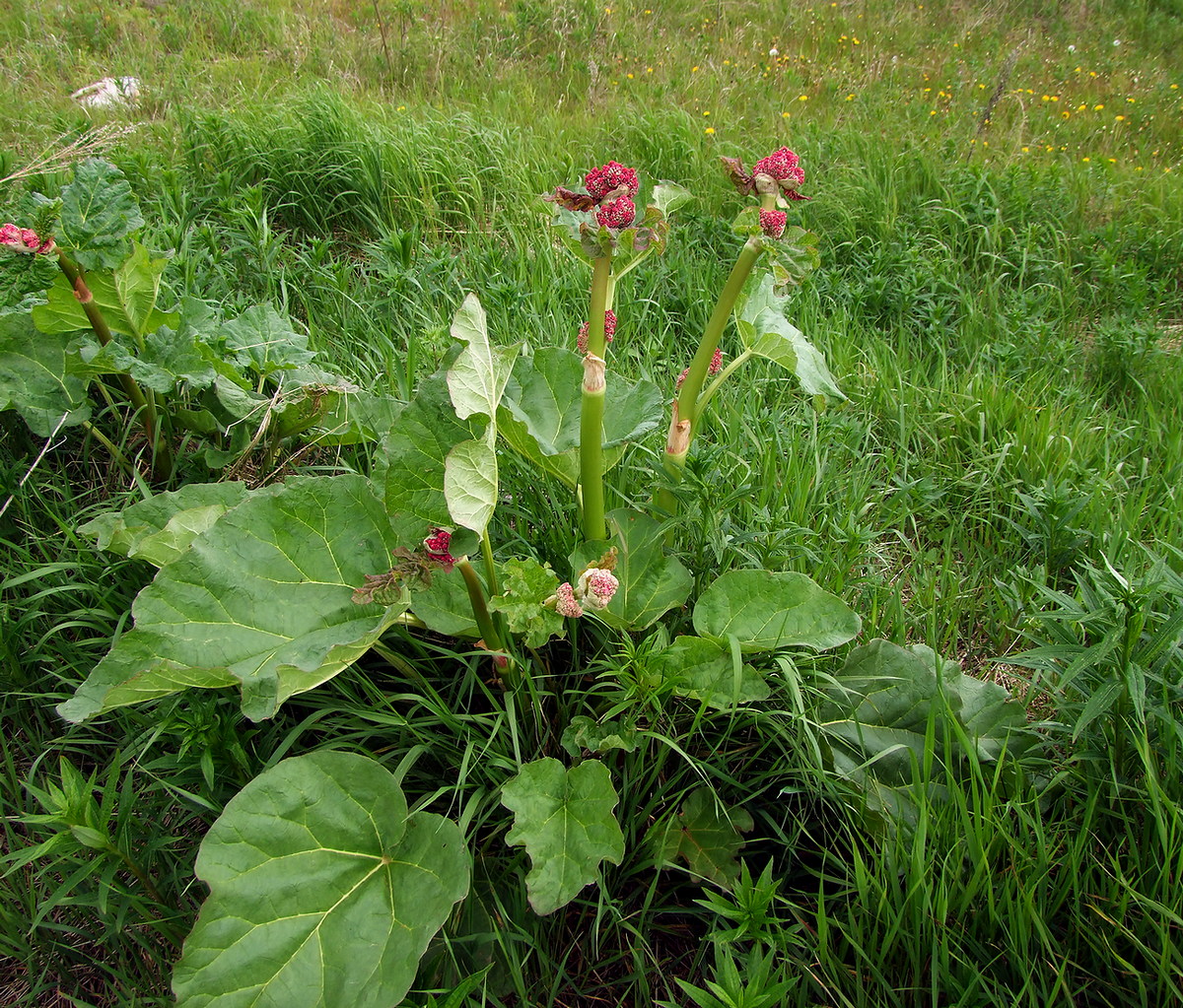 Image of Rheum rhabarbarum specimen.