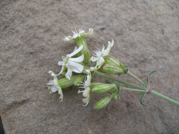 Image of Silene spergulifolia specimen.