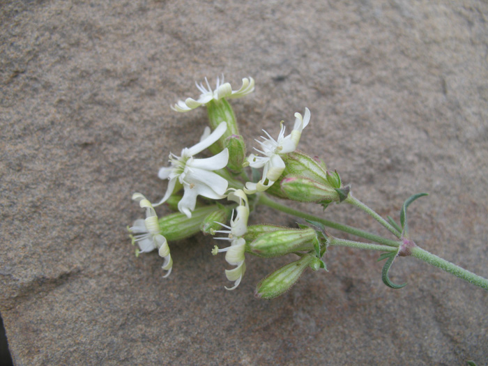 Изображение особи Silene spergulifolia.