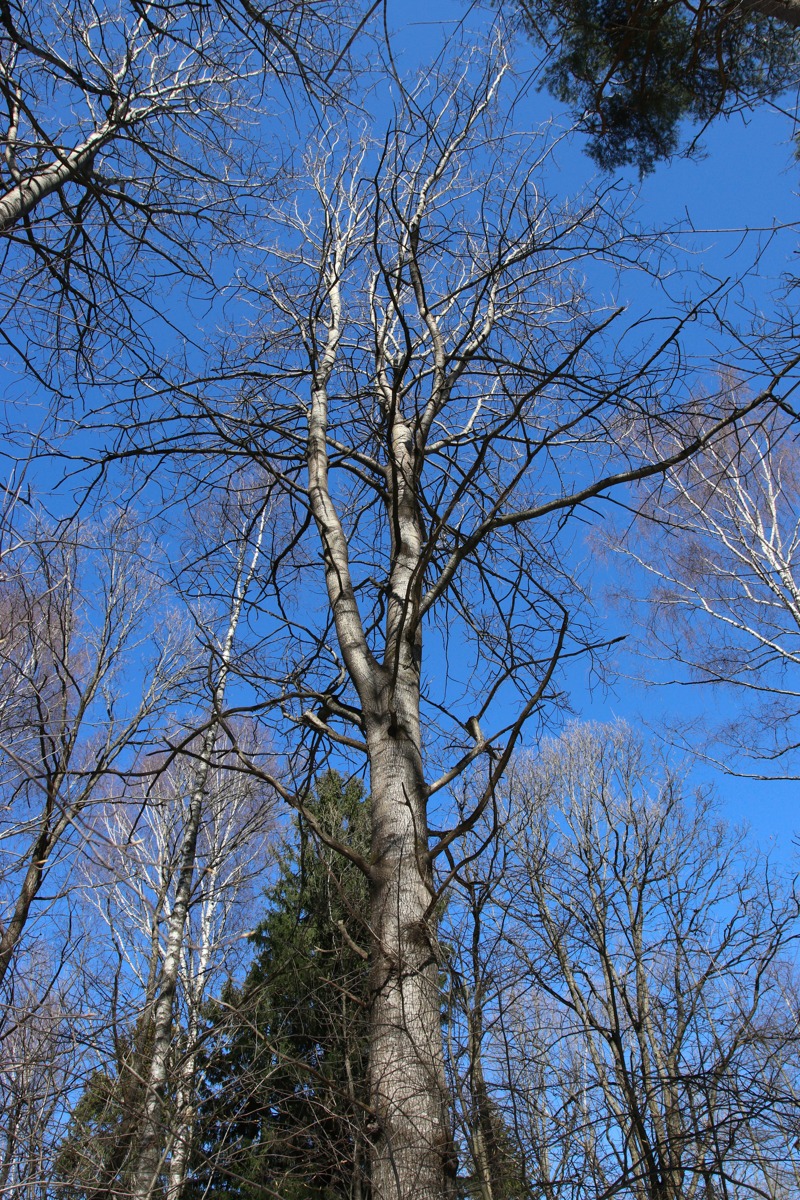 Image of Populus tremula specimen.