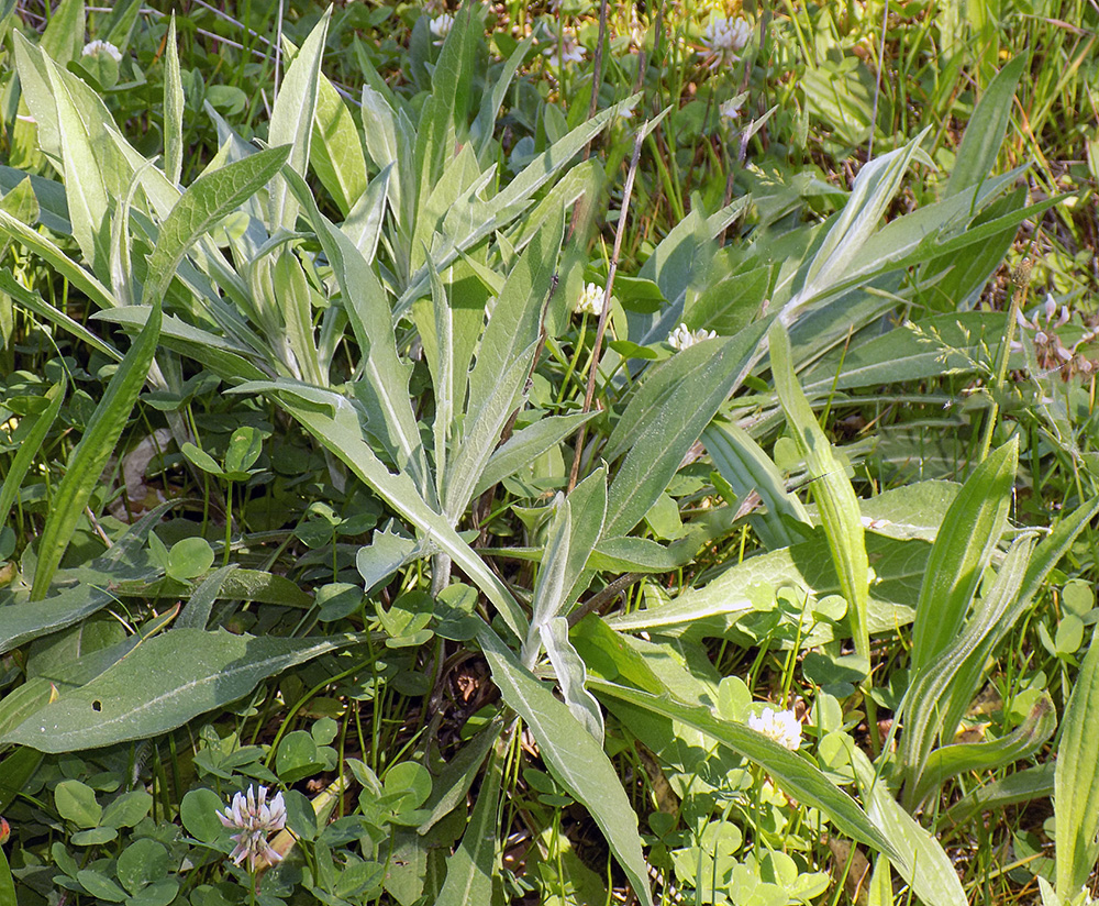 Image of Centaurea jacea ssp. substituta specimen.