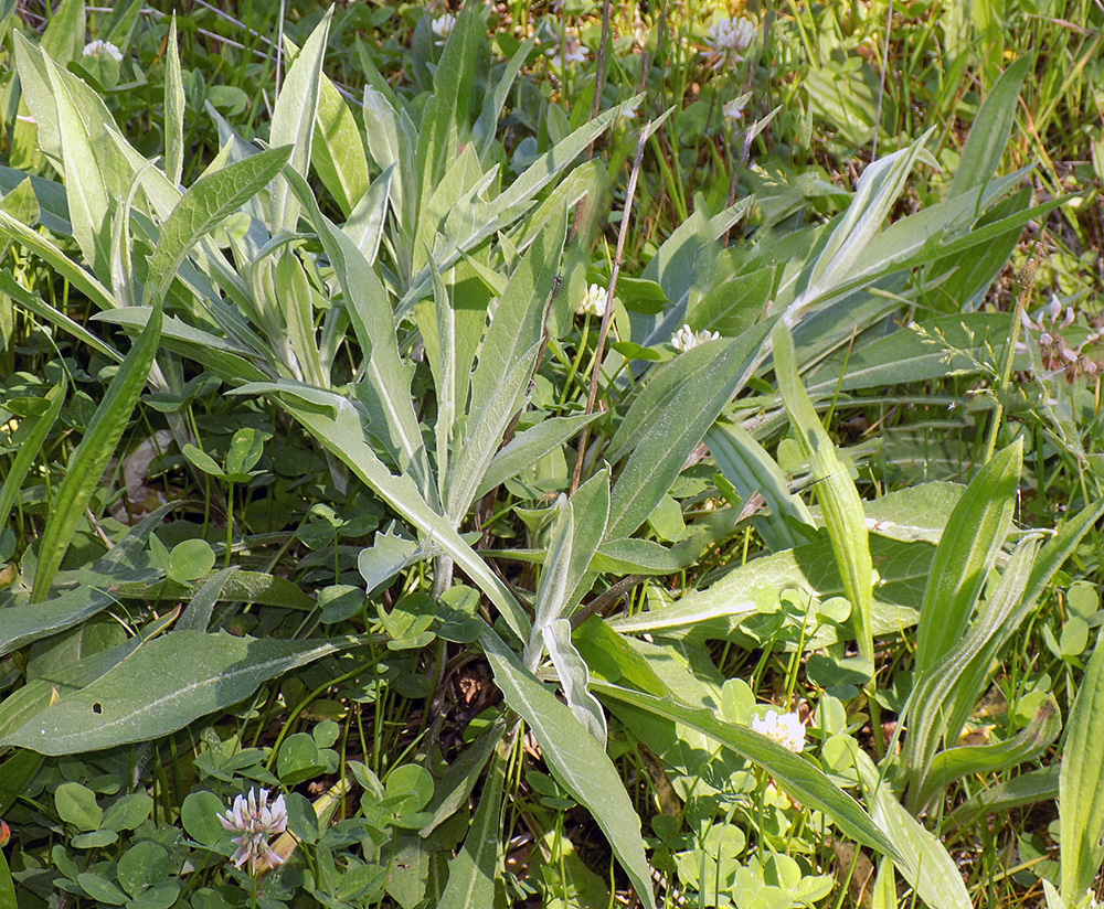 Изображение особи Centaurea jacea ssp. substituta.