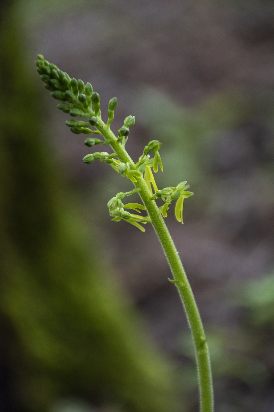 Изображение особи Listera ovata.