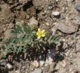 Potentilla orientalis. Верхушка цветущего растения. Кабардино-Балкарская Республика, Эльбрусский р-н, левый берег р. Баксан, окр. с. Былым, выс. 1100 м н.у.м., сухой остепнённый участок. 25 июля 2022 г.