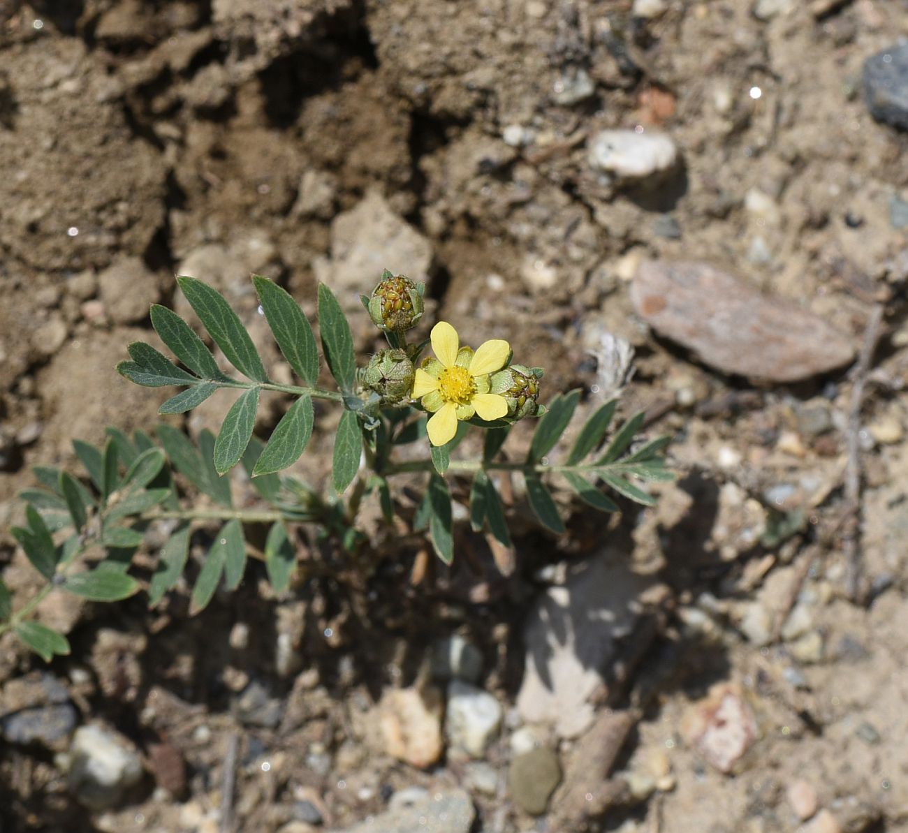 Изображение особи Potentilla orientalis.