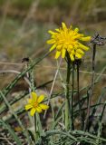 genus Scorzonera. Верхушки цветущих и прошлогодних сухих отплодоносивших побегов и части листьев. Челябинская обл., Кизильский р-н, Богдановское сельское поселение, окр. пос. Каменка, долина р. Урал ниже устья Каменки, вершина прибрежного скальника, степь. 7 мая 2023 г.