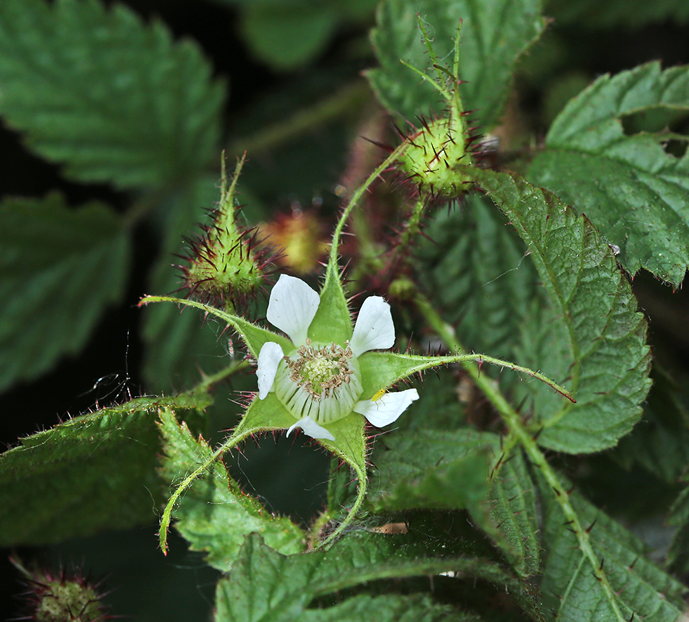 Image of Rubus komarovii specimen.