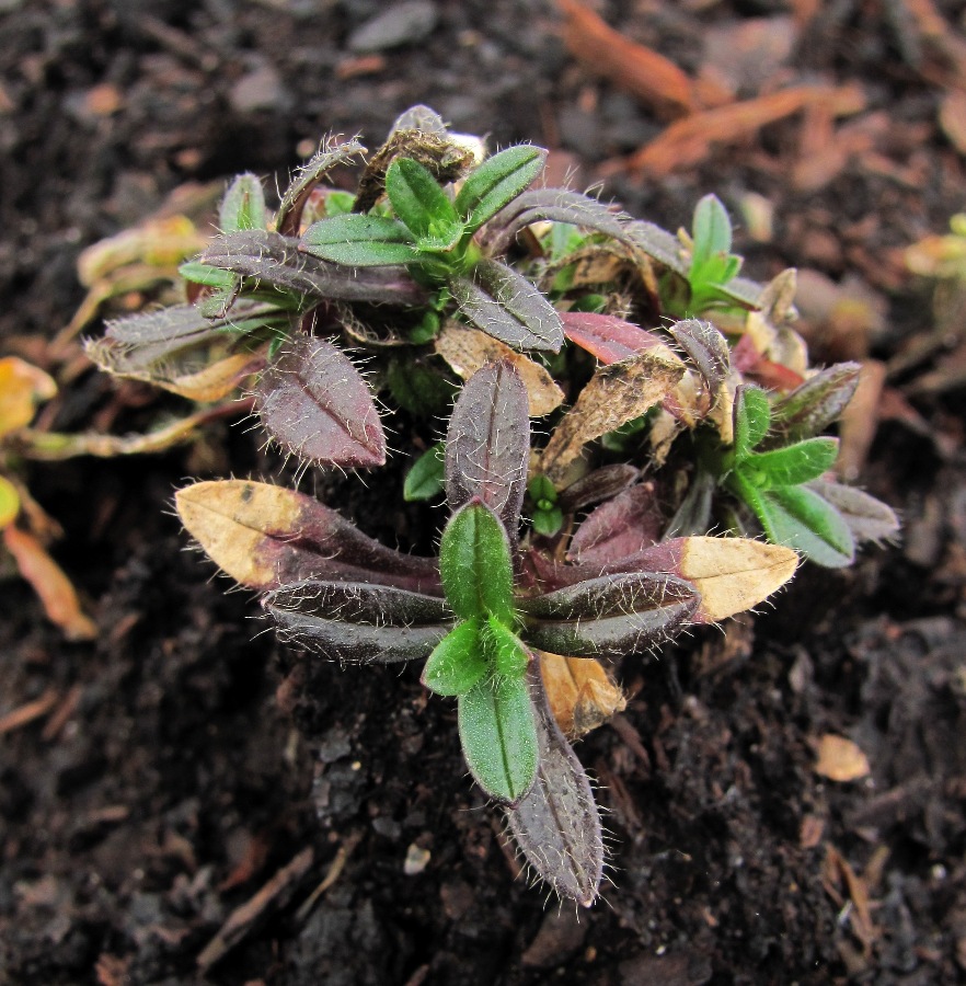 Image of Cerastium holosteoides specimen.