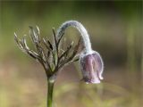 Pulsatilla pratensis. Верхушка побега с цветком. Ленинградская обл., Лужский р-н, окр. оз. Горнешенское, опушка соснового леса. 11.06.2023.