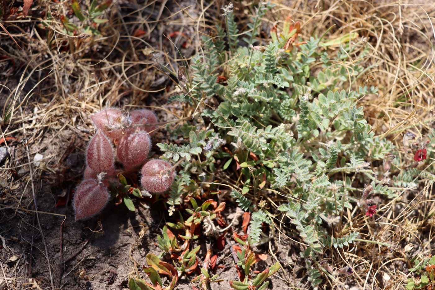 Изображение особи Oxytropis submutica.