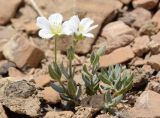 Cerastium lithospermifolium