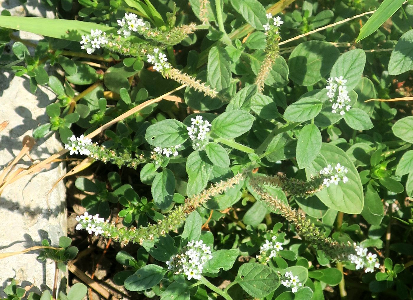 Изображение особи Heliotropium ellipticum.