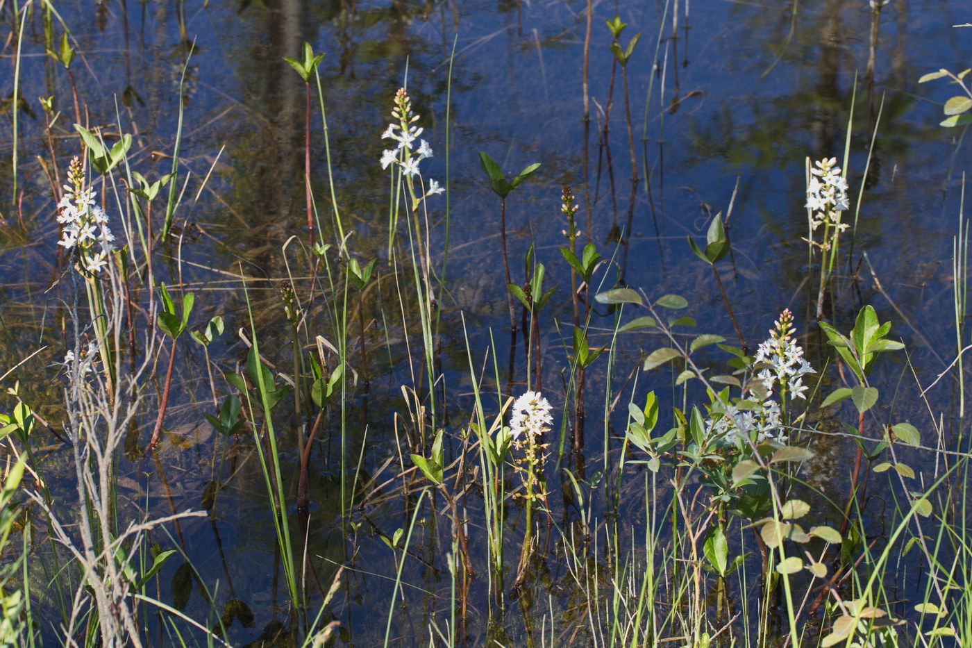 Image of Menyanthes trifoliata specimen.