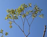 Salix pentandra. Ветвь. Санкт-Петербург, Кронштадт, Западный Котлин, приморский ивняк. 25.08.2023.