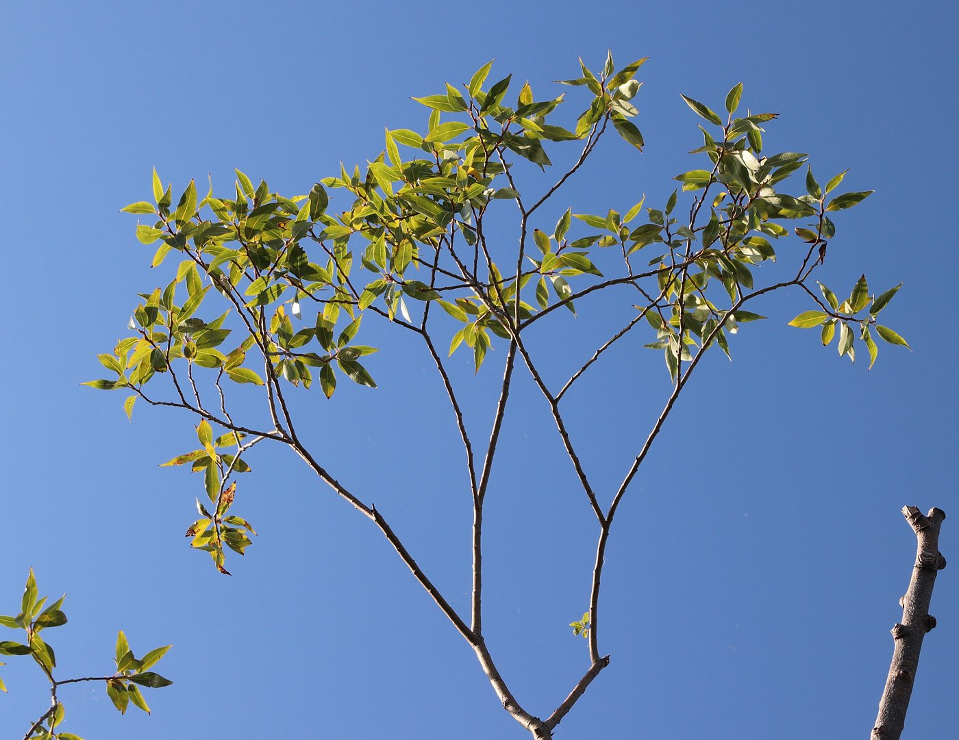 Изображение особи Salix pentandra.