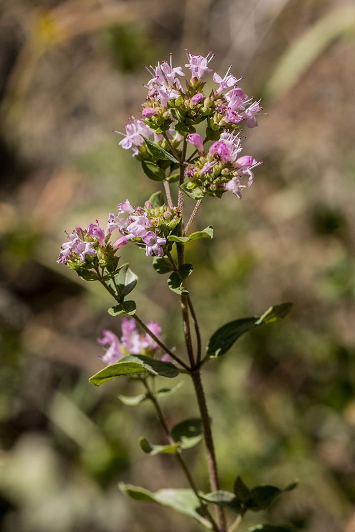 Image of Origanum vulgare specimen.