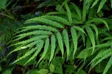 Pteris cretica