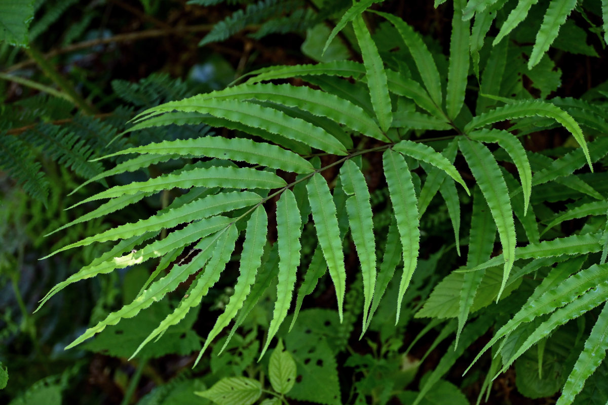 Image of Pteris cretica specimen.