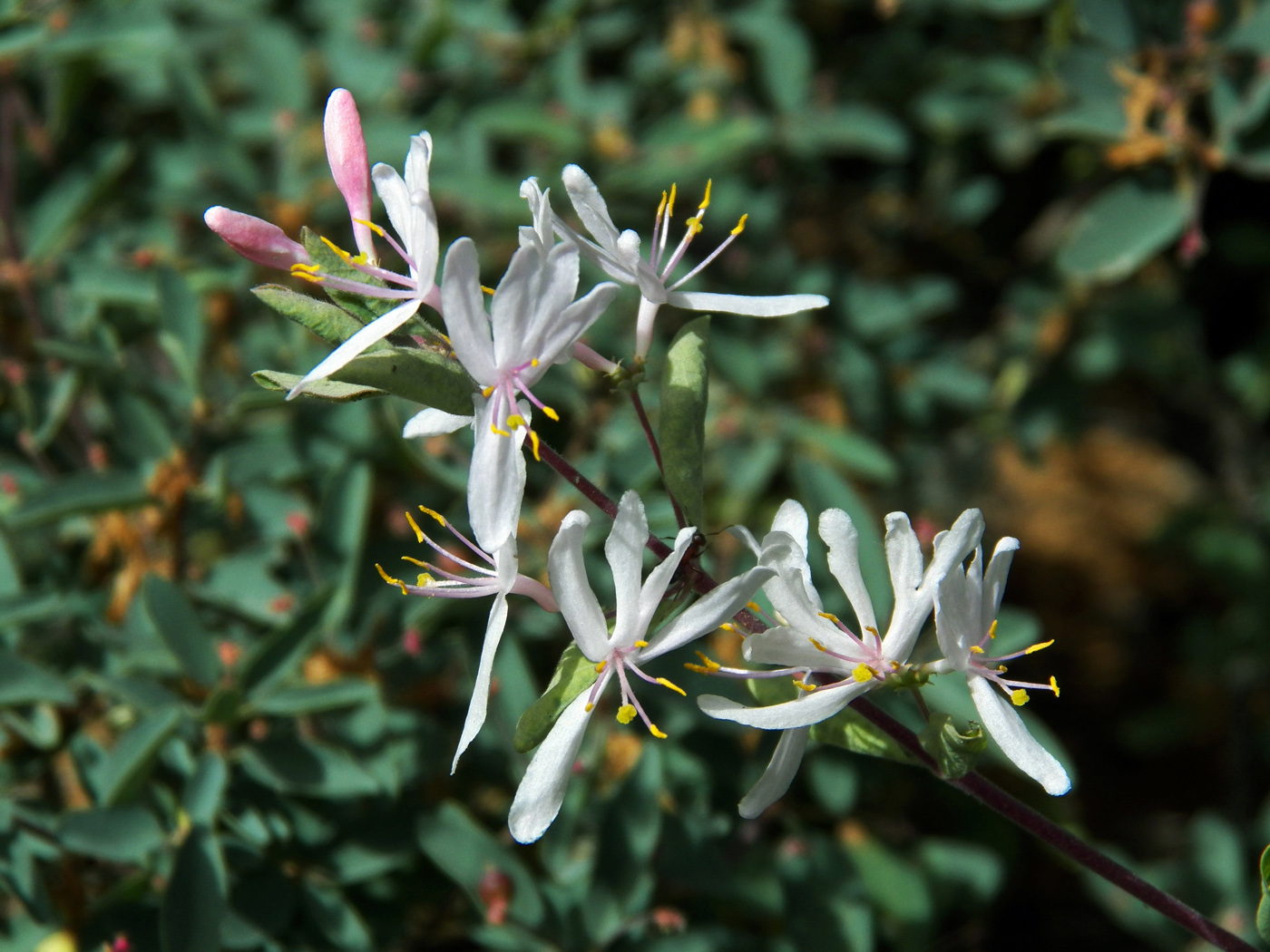 Image of Lonicera korolkowii specimen.