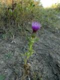 Cirsium vulgare