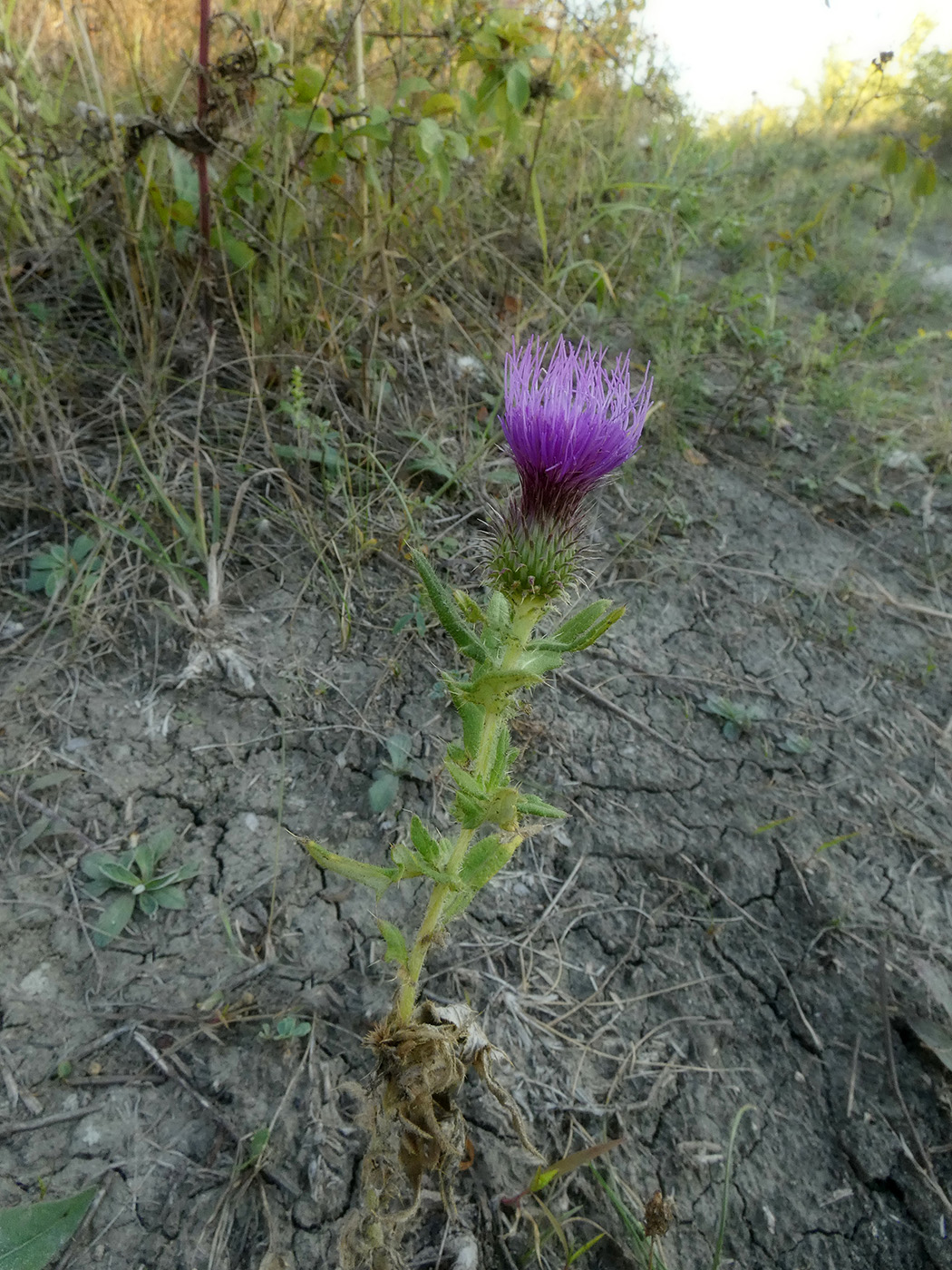 Изображение особи Cirsium vulgare.