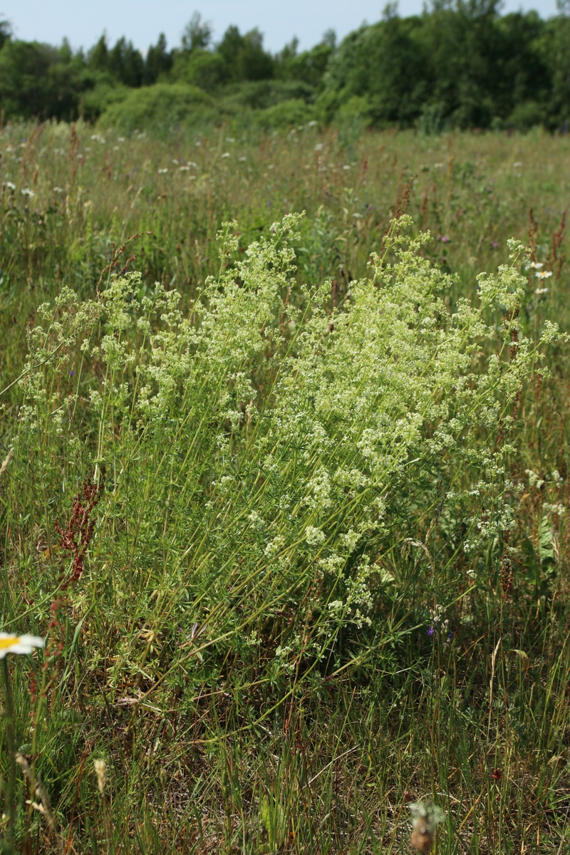 Image of Galium album specimen.