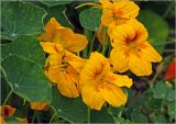 Tropaeolum majus