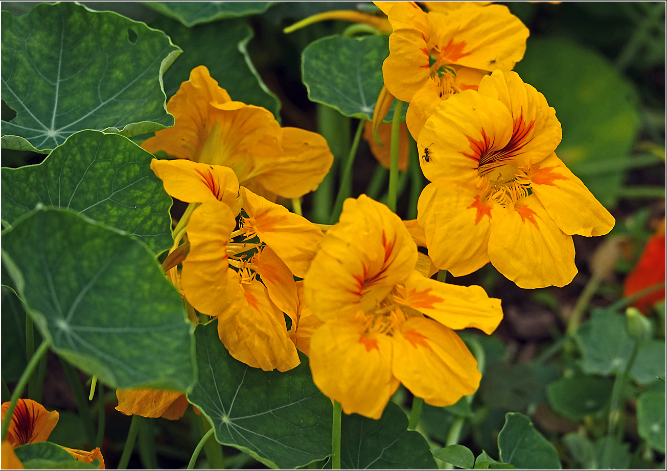 Изображение особи Tropaeolum majus.