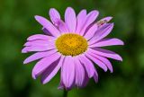 Pyrethrum coccineum