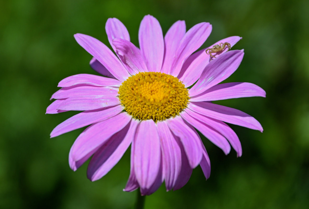 Изображение особи Pyrethrum coccineum.